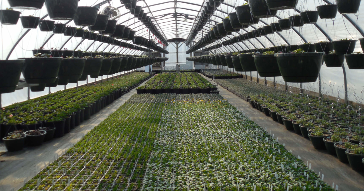World’s first low-carbon greenhouses to be built in Tech Corridor ...